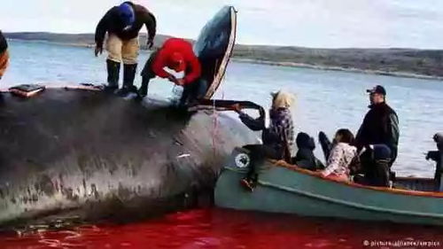 捕鲸船再次升级 为何已经不再吃鲸鱼的日本人,仍然要执着进行捕鲸活动 