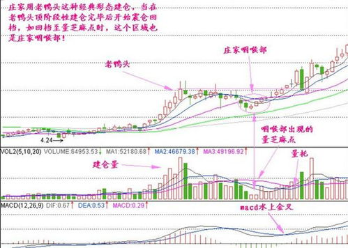 筹码怎么分那些是主力的那些是散户的