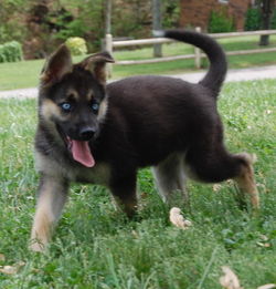 德国黑背幼犬一个眼睛是黑色一个是蓝色是不是杂交,是什么狗 