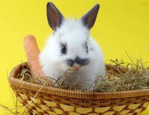 兔子拉稀吃煮姜糖水能好吗,兔子能吃煮姜糖水吗
