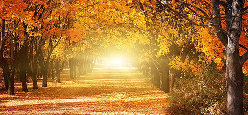 关于秋天带叶的诗句有哪些