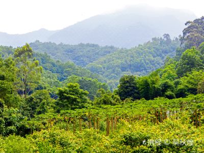 厦门天竺山森林公园有什么好玩的(厦门林后商业街停车场收费标准)