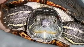 自家繁殖的虎纹麝香蛋龟