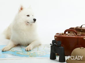 萨摩耶犬价格,萨摩耶犬图片,如何训练萨摩耶犬 太平洋时尚网专区 