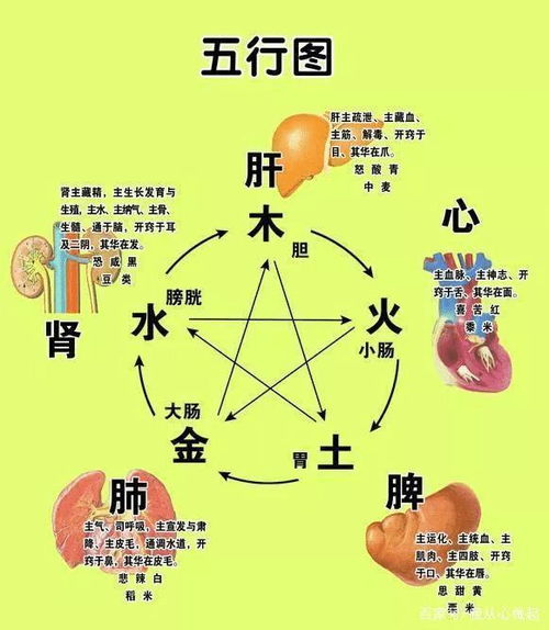 人体五脏六腑对应的五行关系