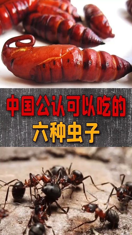 这六种虫子你吃过吗 