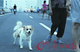 广州规定不文明养犬者将被带回派出所问话 