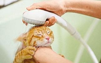 猫到底用不用洗澡