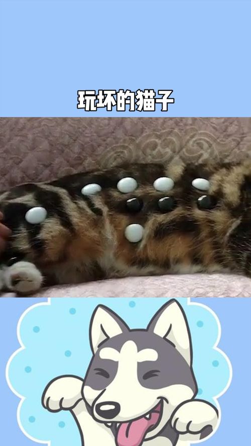 被孩子玩坏的猫子 