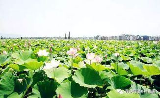 农家院坝水池怎样栽培荷花