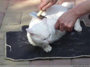 猫咪有跳蚤会脱毛吗,怎么清除猫咪身上的跳蚤