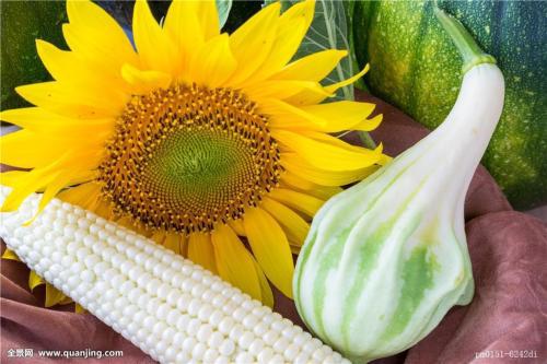 玉米和向日葵是怎样的植物 是单子叶植物还是双子叶植物 为什么 