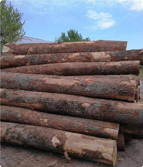 常见的俄罗斯木材品种有那些