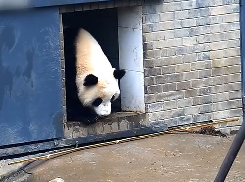 为吃竹子熊猫显露高智商,不愧是国宝,可以凭实力却非要卖萌为生