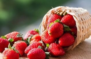草莓生长习性 