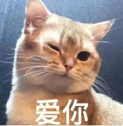 猫咪半夜 蹦迪 怎么回事 猫咪晚上不睡觉怎么办