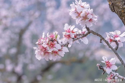 巨蟹座1.3 1.9运势查询,桃花运势逐渐走高,会对某个人感兴趣