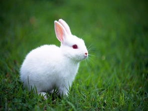 小白兔的外形,小白兔的外形特点描写