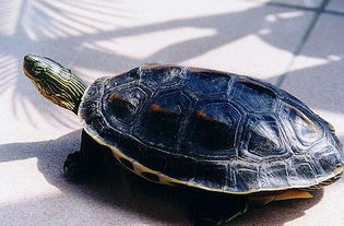 中华花龟能长多大 
