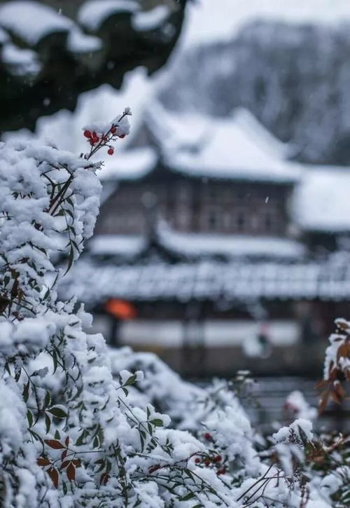 大寒 冬雪雪冬大小寒