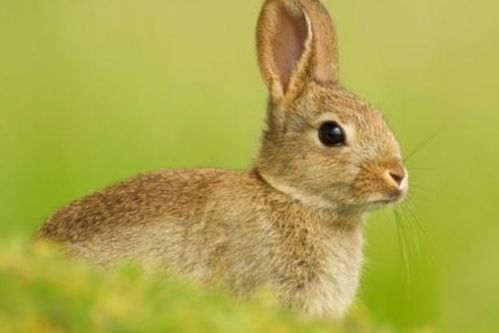 十二生肖之 兔 ,为什么说属兔是最好的性格 大多都是先苦后甜