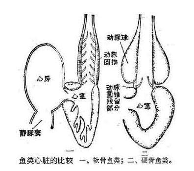 人的心脏的图片真实照片（人的心脏图片位置 真实照片） 第1张