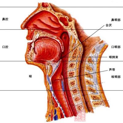 咽喉结构图片大全 图图片