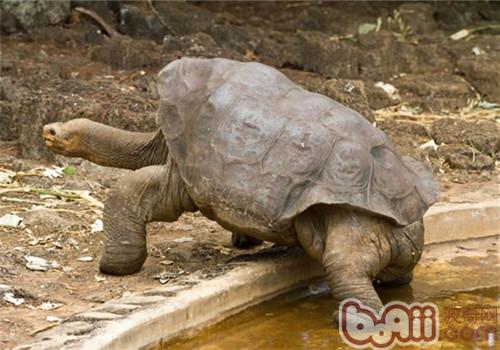 加拉帕戈斯象龟价格 图片 纯种加拉帕戈斯象龟幼犬多少钱一只 加拉帕戈斯象龟好养吗 