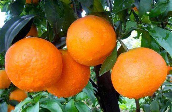爱媛28柑橘在广西种植前景怎么样