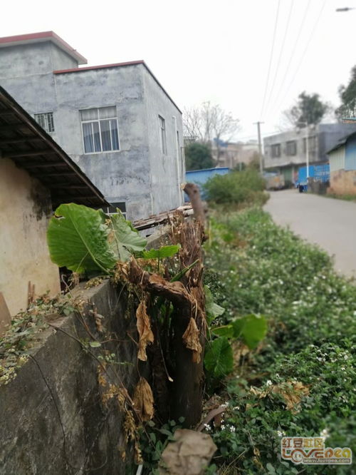 我反映高岭村树路的问题已6年了,从无来人来电问过此事 