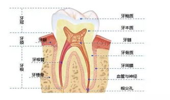 美白牙齿有捷径吗 这些白牙方法你是否知道