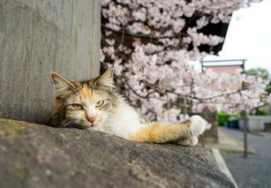 走一个赏樱代言人的节奏 萌猫与樱花的春季邂逅写真