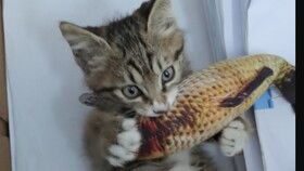 是一只爱吃玉米的猫没错了