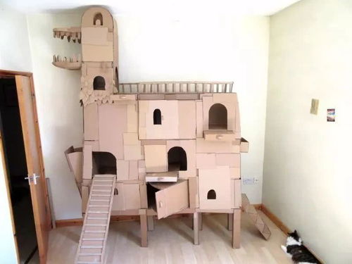 别人家的猫,连个自制纸箱子猫窝都这么高级
