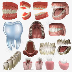 牙齿3d假牙模型素材图片免费下载 高清图片pngpsd 千库网 图片编号5306960 