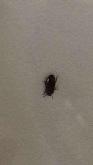 家里门边最近经常出现这种虫子黑色10mm左右, 配图 ,有人知道是什么虫怎么根除吗 求详解 