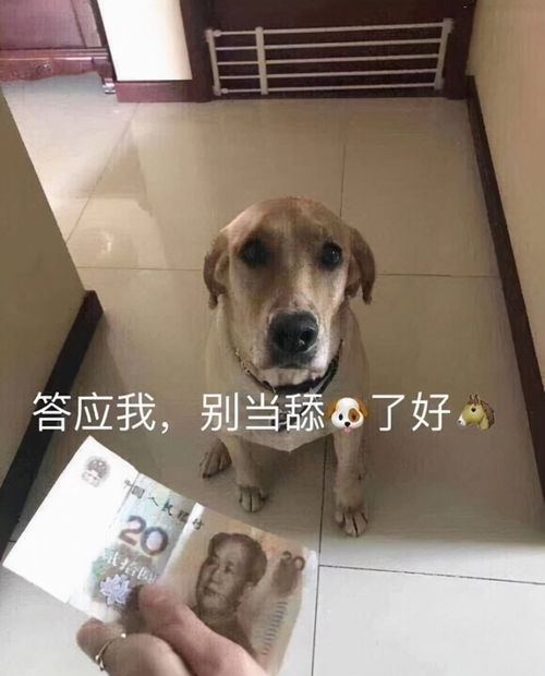 一句 舔狗 ,他赔了3000块