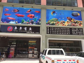 惠阳淡水的哪间水族店比较好 