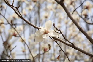 别挤去看樱花了 这些藏在北京城区的踏青圣地,人少速来