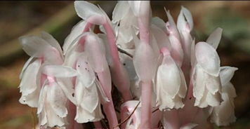 世界上最罕见的植物,被称为 死亡之花 ,网友调侃 豌豆射手