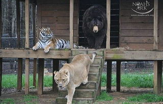 美国动物收容所狮子老虎熊相依相伴15载 