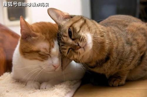 中国猫和外国猫有交流障碍吗 透过经典问题,了解猫的沟通方式