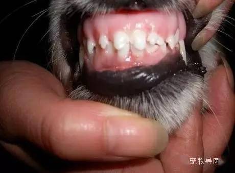 狗狗 换牙 全过程