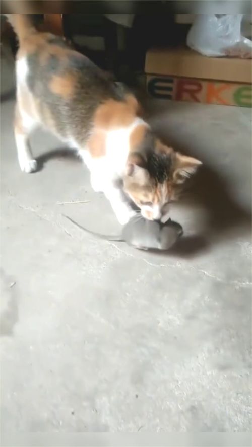 问 抓了老鼠为什么不吃,猫咪 我还没玩够呢 