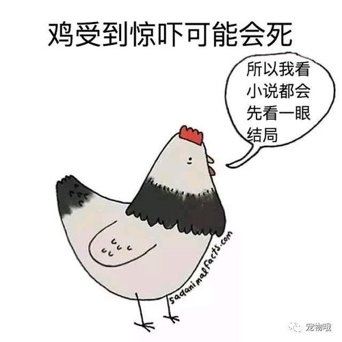 社交的冷知识</title>
<meta name=