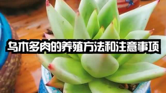 乌木多肉的养殖方法和注意事项 