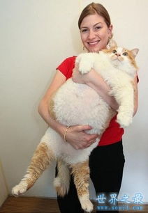 世界上最胖最重的猫,胖的走不动 23公斤 