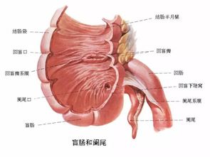 人不仅有七窍,还有这与健康相关的七道 门 