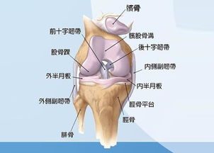 半月板损伤 搜狗百科 