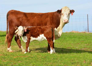 二 母牛繁殖力一直困扰养牛业,这些母牛繁殖技术你看过吗
